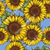 Sunflower Symphony - Pre-Order - Clover & Co Fabrics